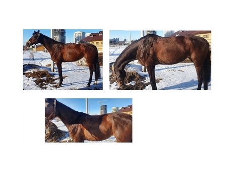 Определяем форму спины лошади