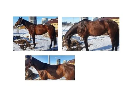 Определяем форму спины лошади