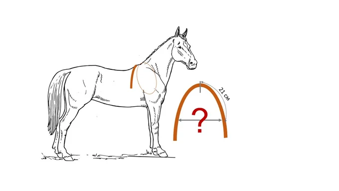Измеряем размер по лошади